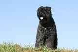 BOUVIER DES FLANDRES 065